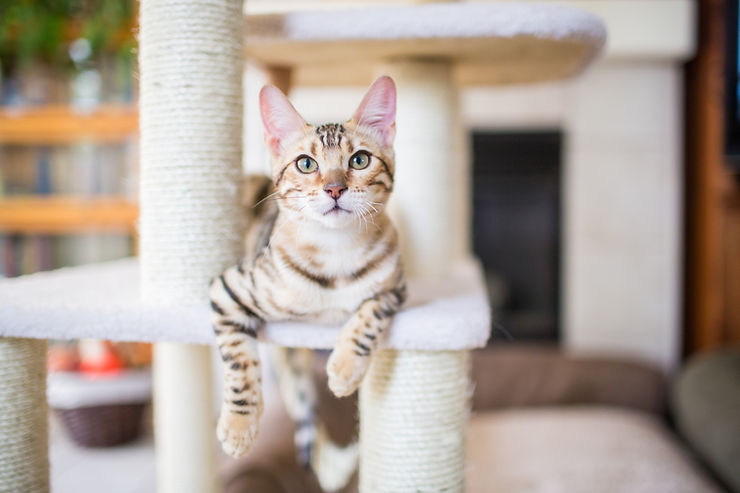 5 Ways Pet Owners Can Improve Their Indoor Air Quality Image