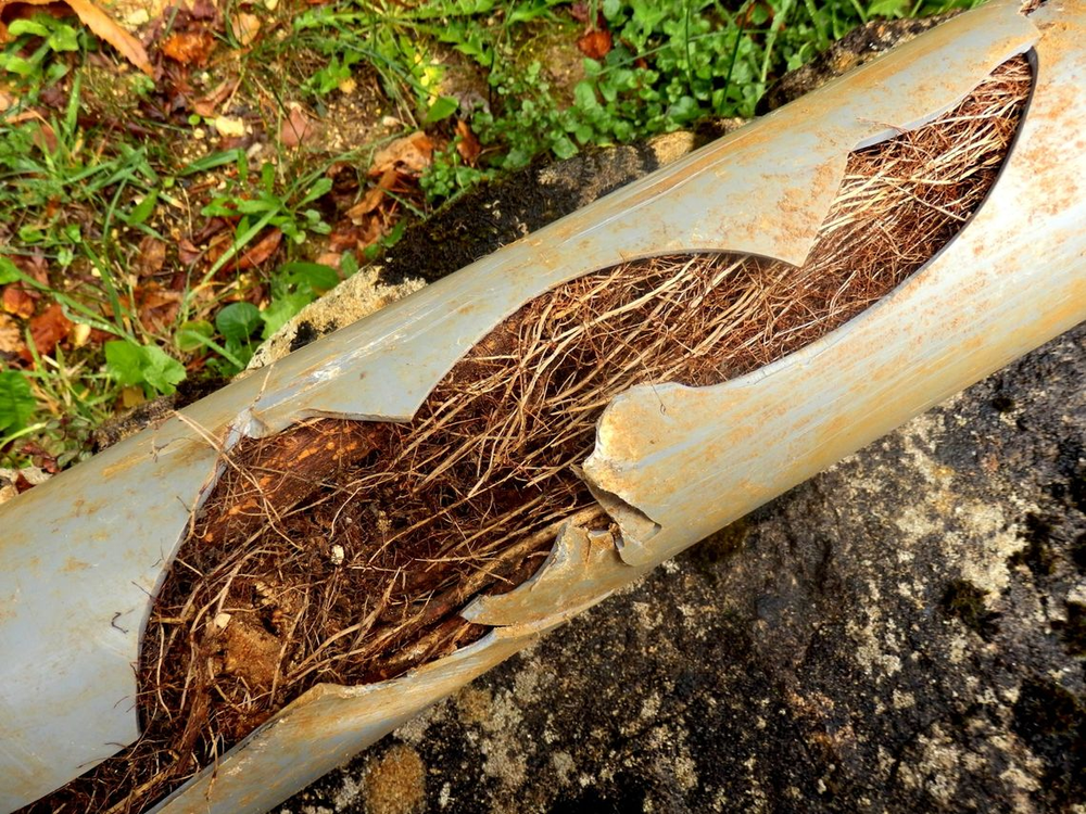 tree roots that filled and cracked a large sewer line pipe drain